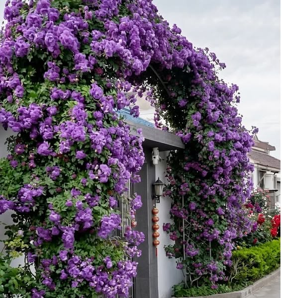 LAST DAY Promotion 55% OFF Prolific Blooming Climbing Rose Plants (Survival Guaranteed: Free Replacements)