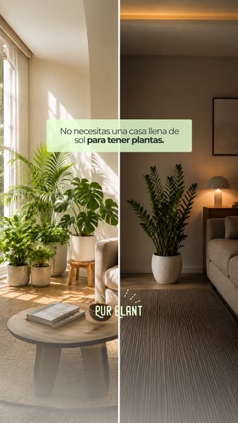 ¿Piso oscuro? Estas plantas aman la sombra