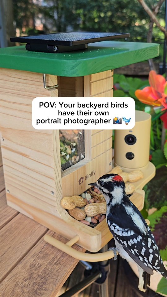 Anúncio de Birdfy