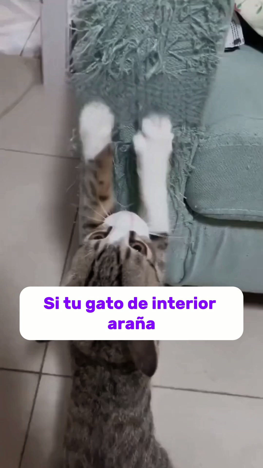 El territorio natural que lima las uñas de tu gato