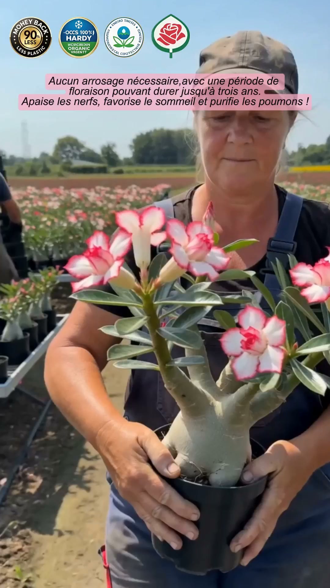 La plante qui ne meurt jamais – arrosez‑la et elle vit 100 ans !