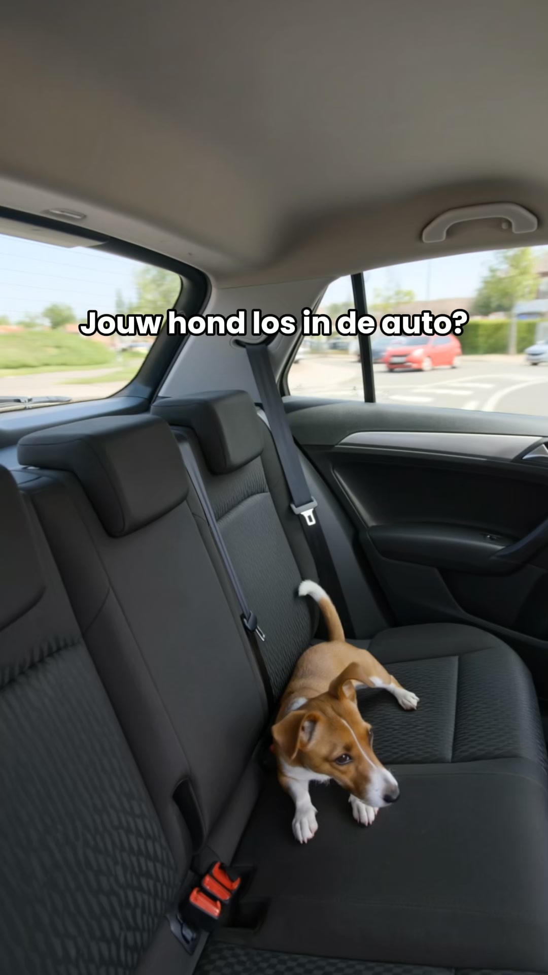 Houd je hond veilig onderweg