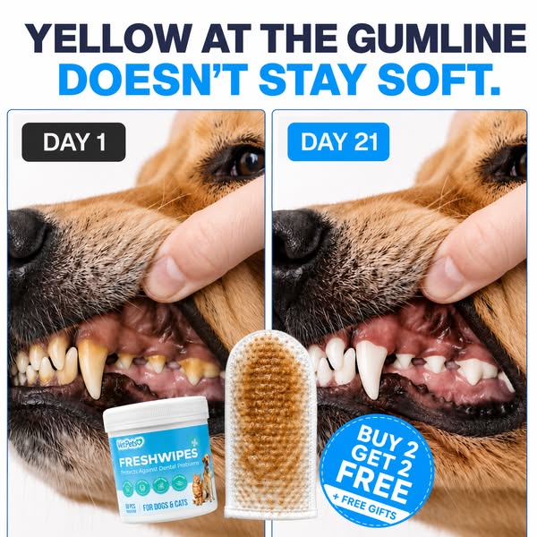Same dog. 21 days apart.