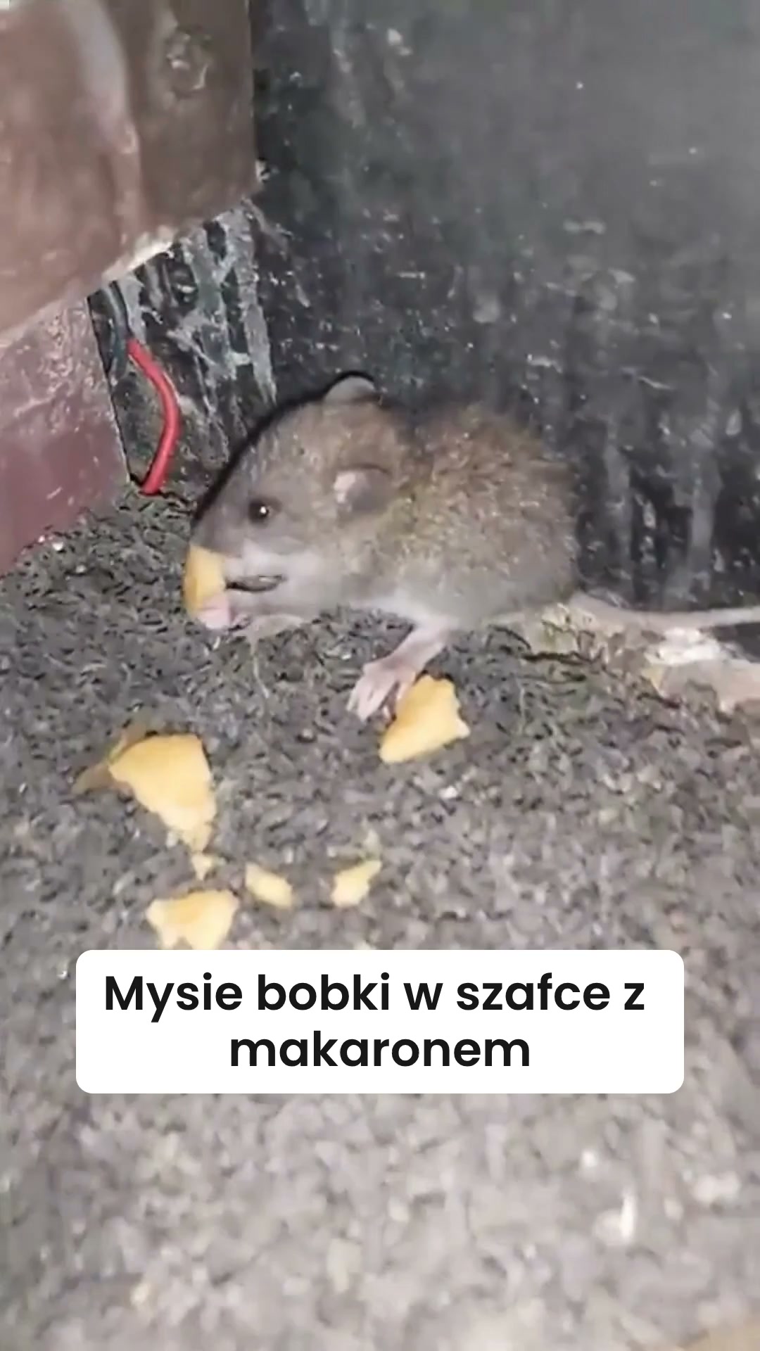Myszy nie przyszły po makaron