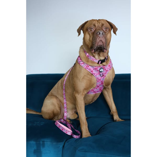Needy bi**h harnessIs your dog just abit of a needy space invader? This harness is for the little legend who struts around the park like th
