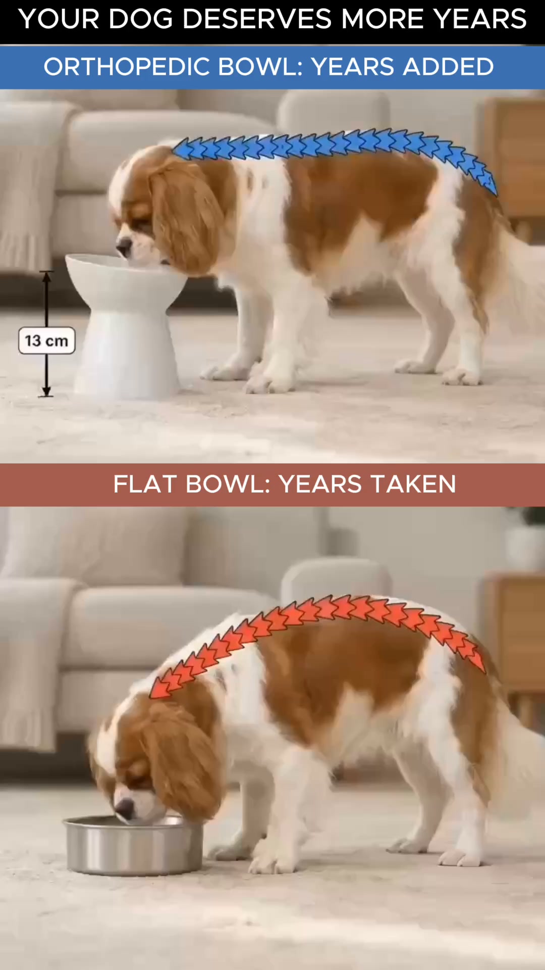 Orthopedic Bowl