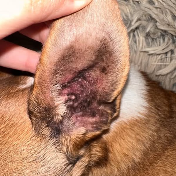 Pourquoi votre chien mange-t-il de l’herbe ?