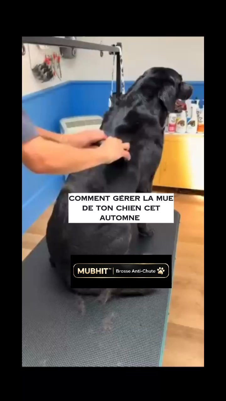 Moins de poils, plus de câlins