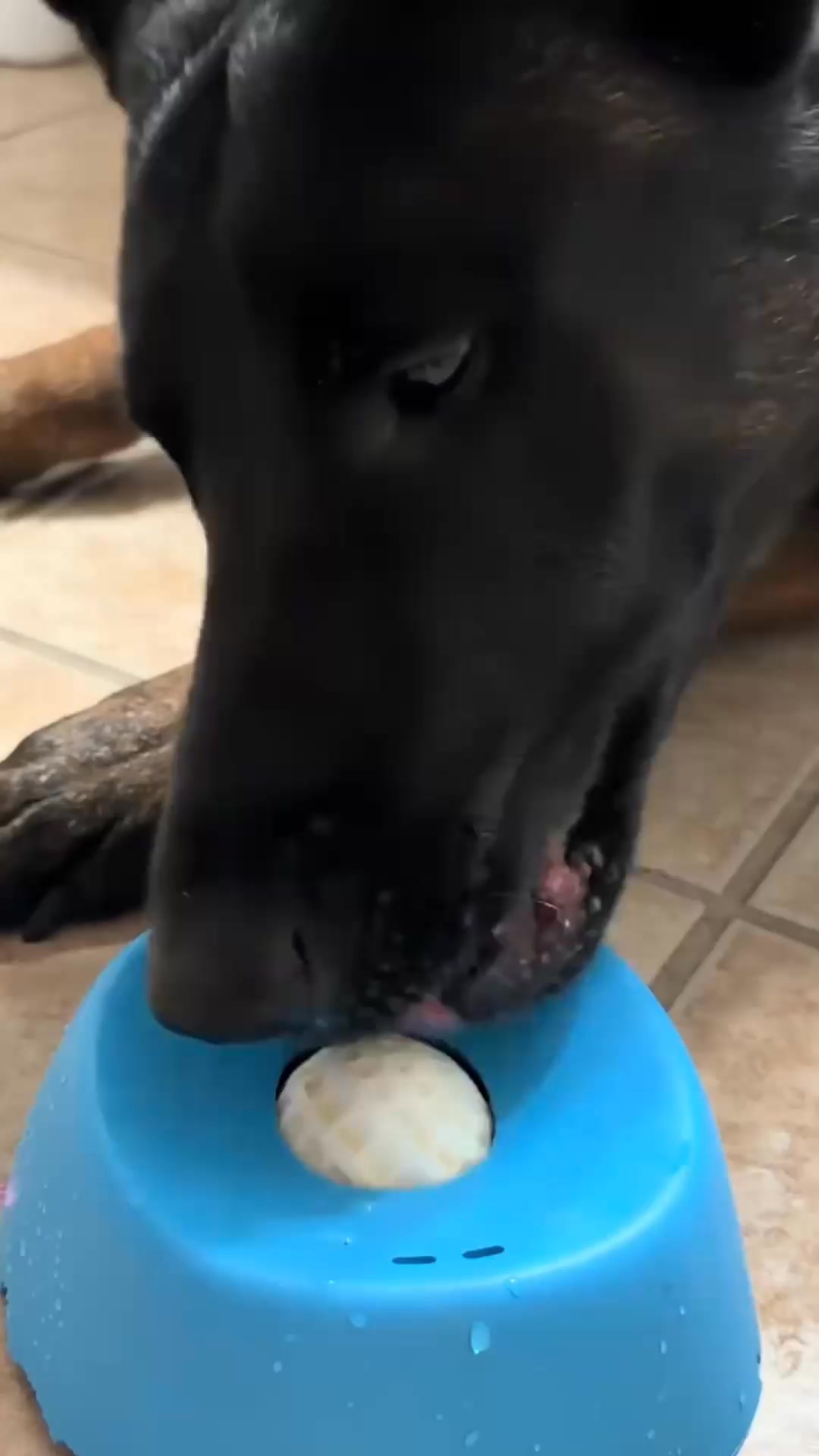 Watch Mealtime Become More Fun