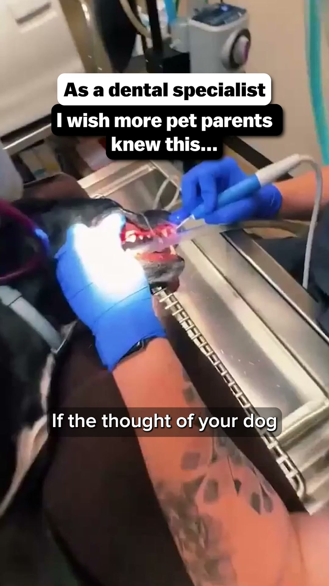 Easiest Routine for Cleaner Dog Teeth