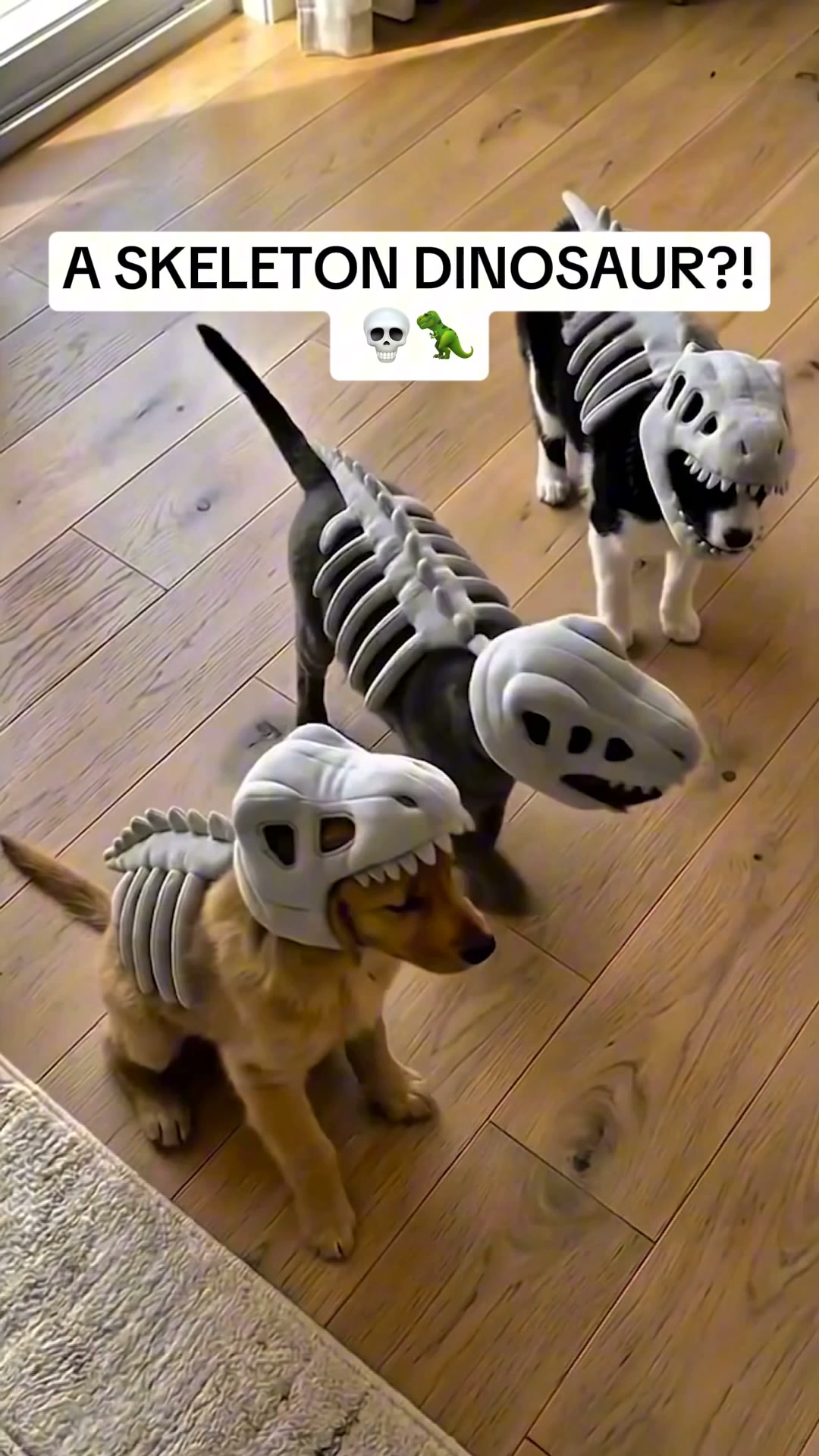 Your Dog Just Became A T-Rex. You're Welcome.