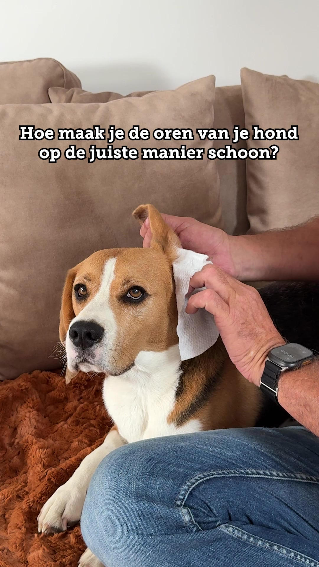 De beste oordruppels voor je huisdier