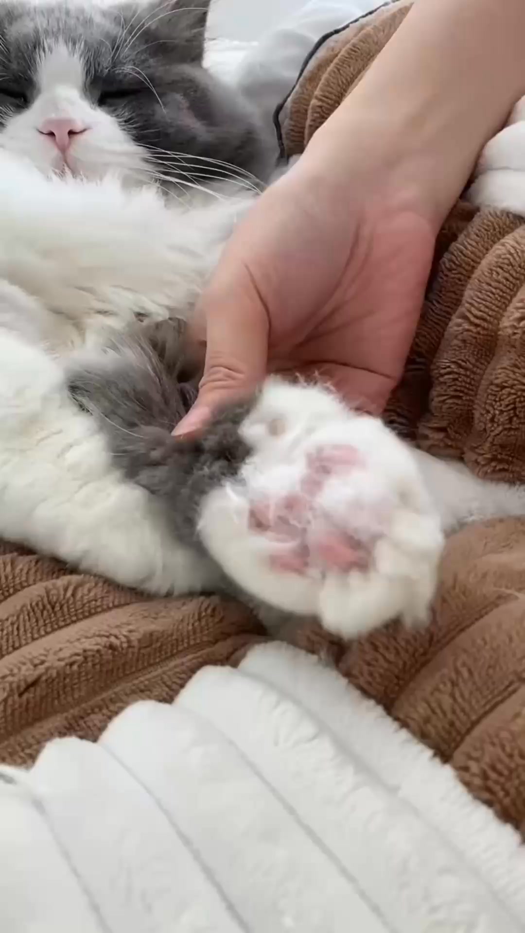 Watch Paw Grooming Become Easier