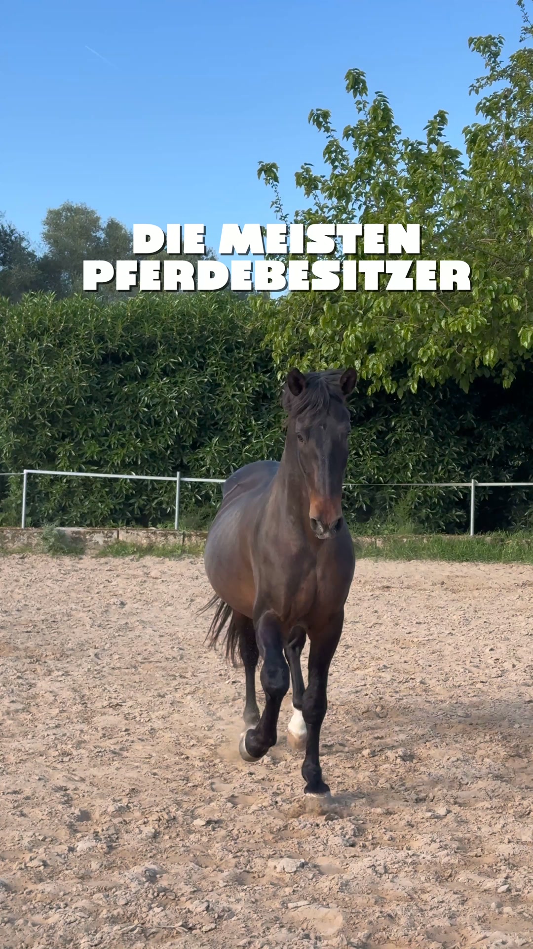 Verstehe, was im Pferdekörper zusammenhängt