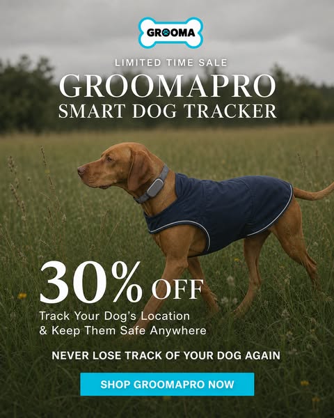 Dogs Get Lost In Seconds, Buy Now