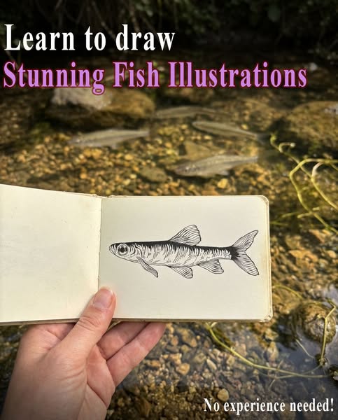 NEW: Fish Drawing Workshop