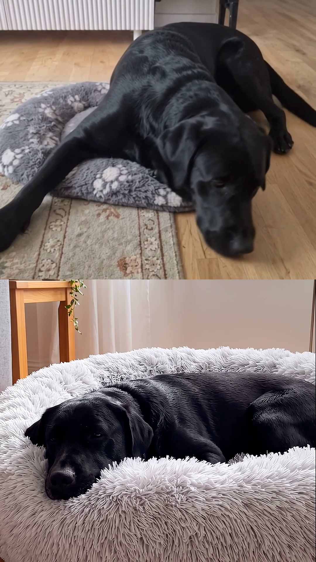 CloudNest™ Calming Dog Bed