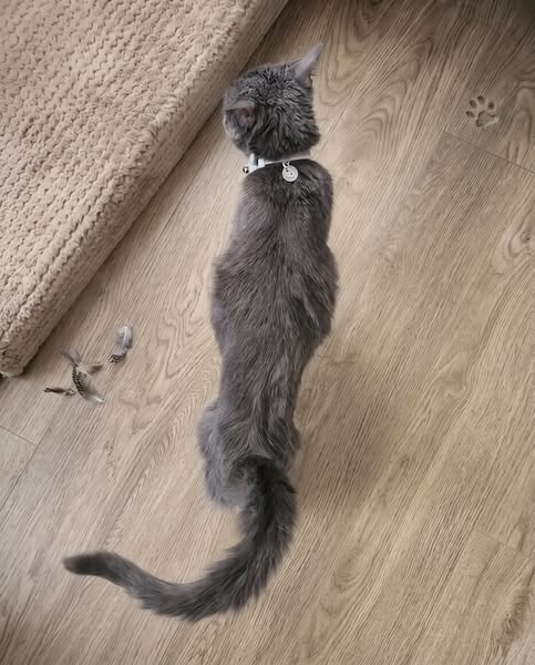 Me Negué a Sacrificar a Mi Gata. Esto Es Lo Que Pasó Seis Meses Después.