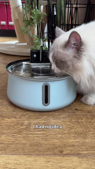 This Is A Must-Have For All Cat Parents!