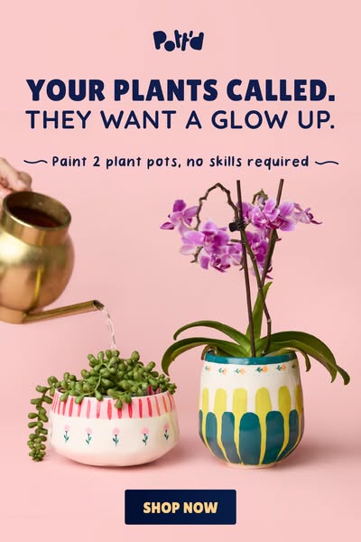 Shop the new Paint-a-Plant Pot Kit now.