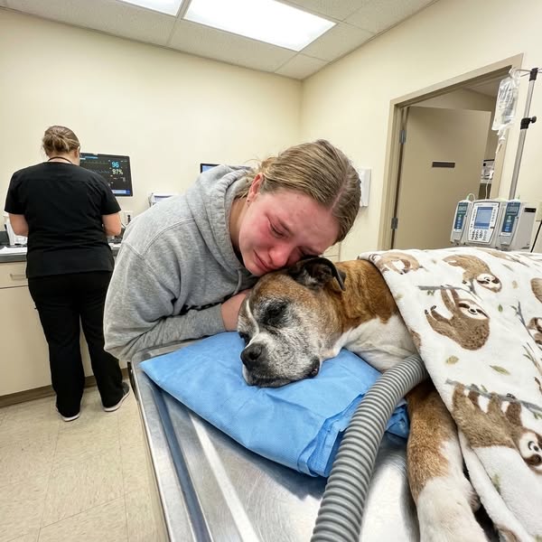 What vets aren’t telling you about your dog’s back legs