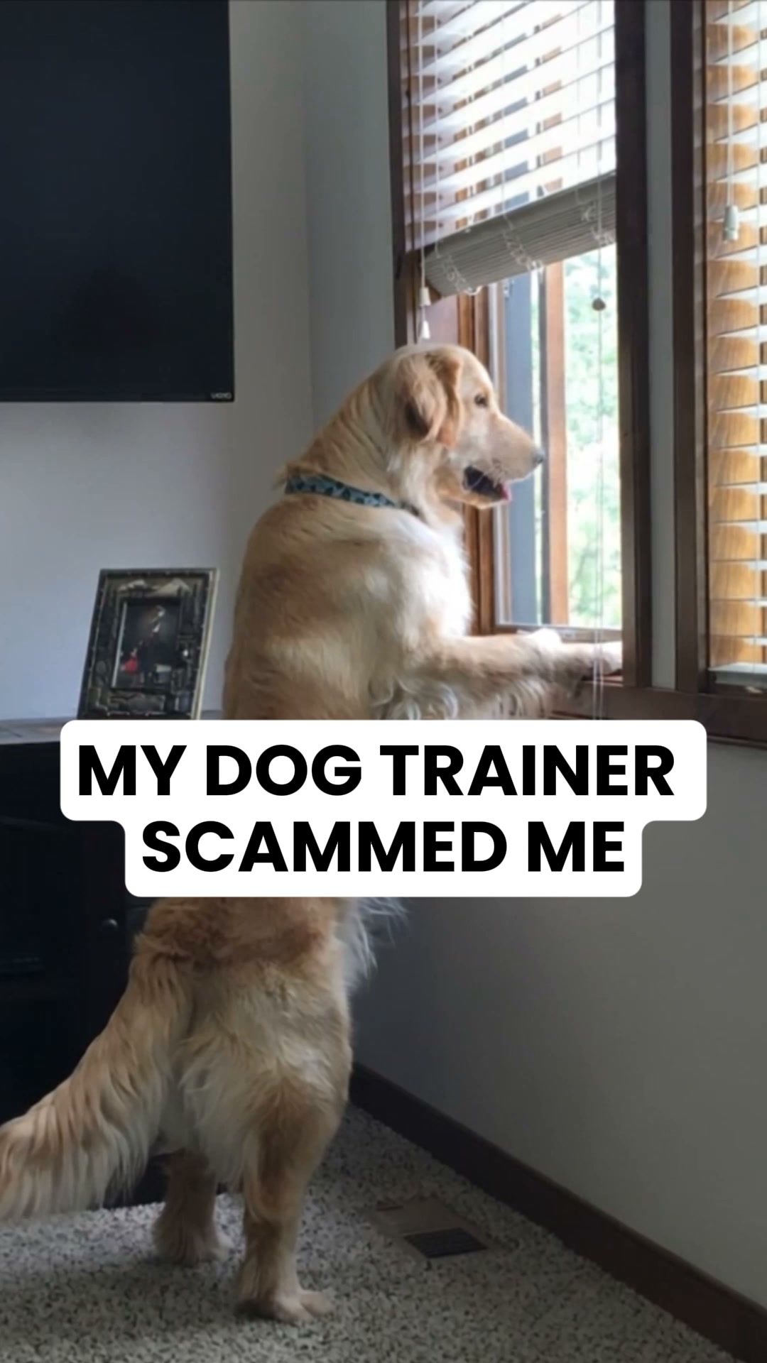 A New Way to Calm Noise-Anxious Dogs, 24/7