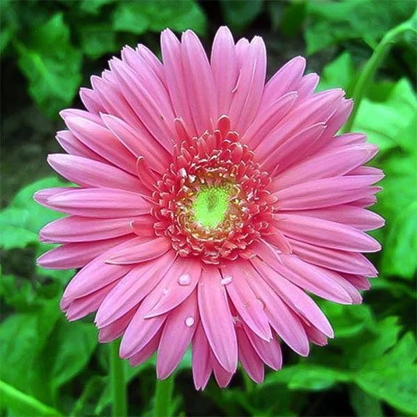 Pink Gerbera Sunflower Seeds - Classic Rose Pink