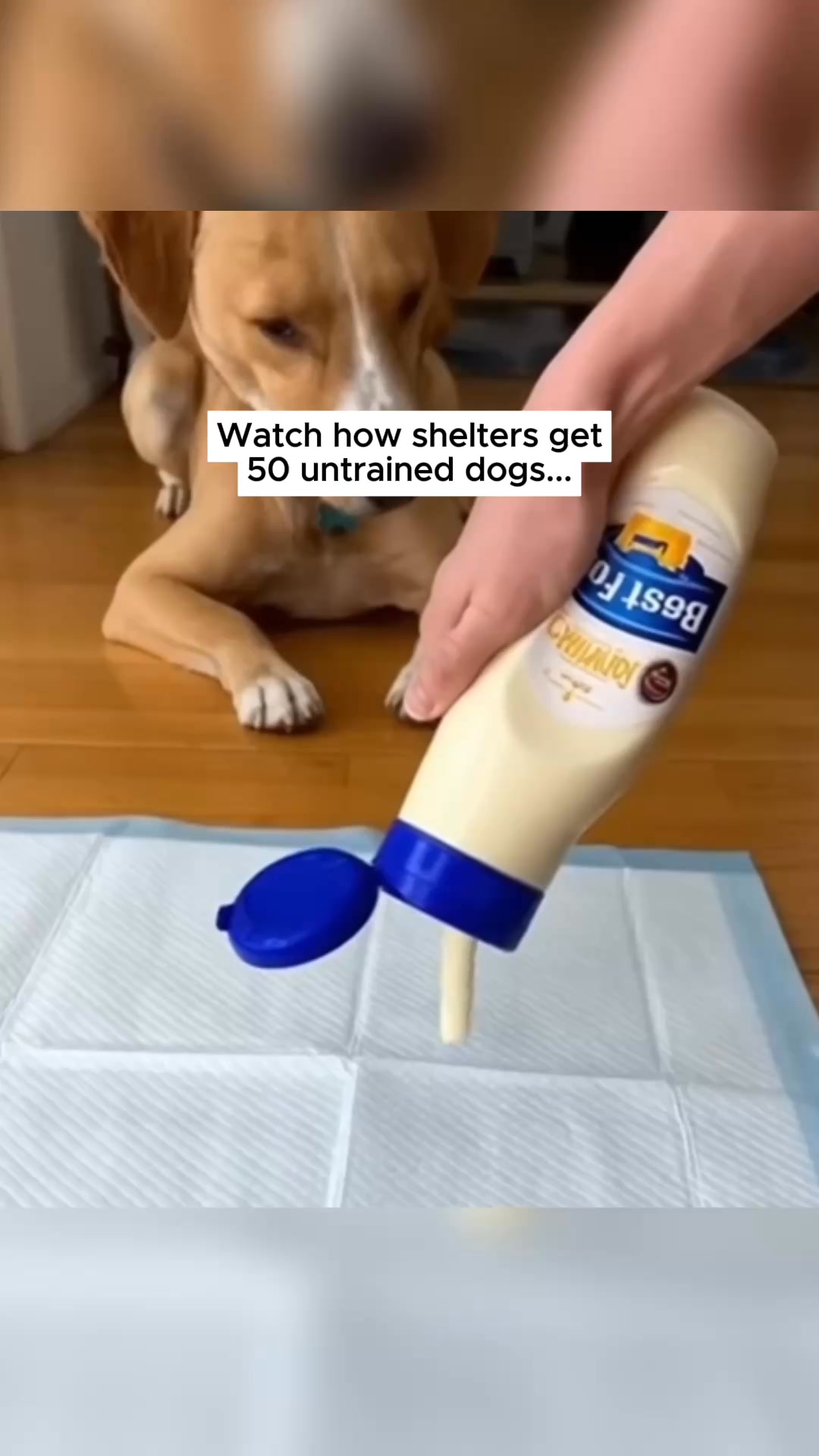 How We Potty Train Any Dog Instantly
