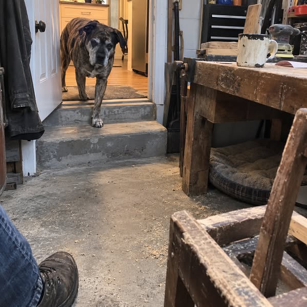 For anyone with an older dog