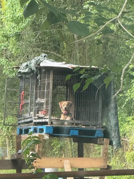 The cage my dog lived in for 2 years