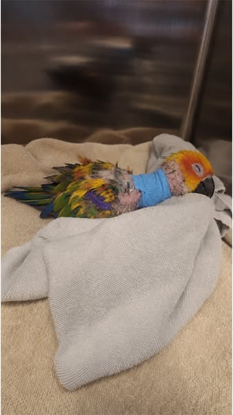 Every parrot parent needs to read this...