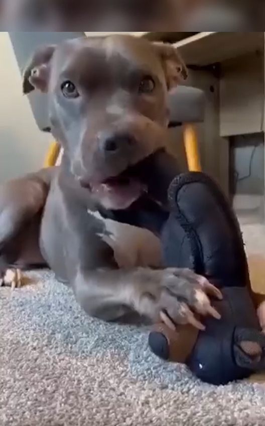 2026 New Teddy Bear: A Pet Companion