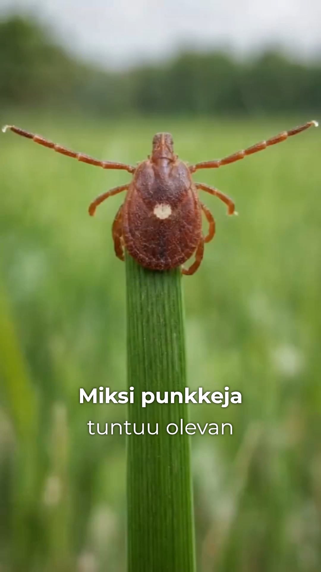 Kaksi yhden hinnalla – punkkisuoja