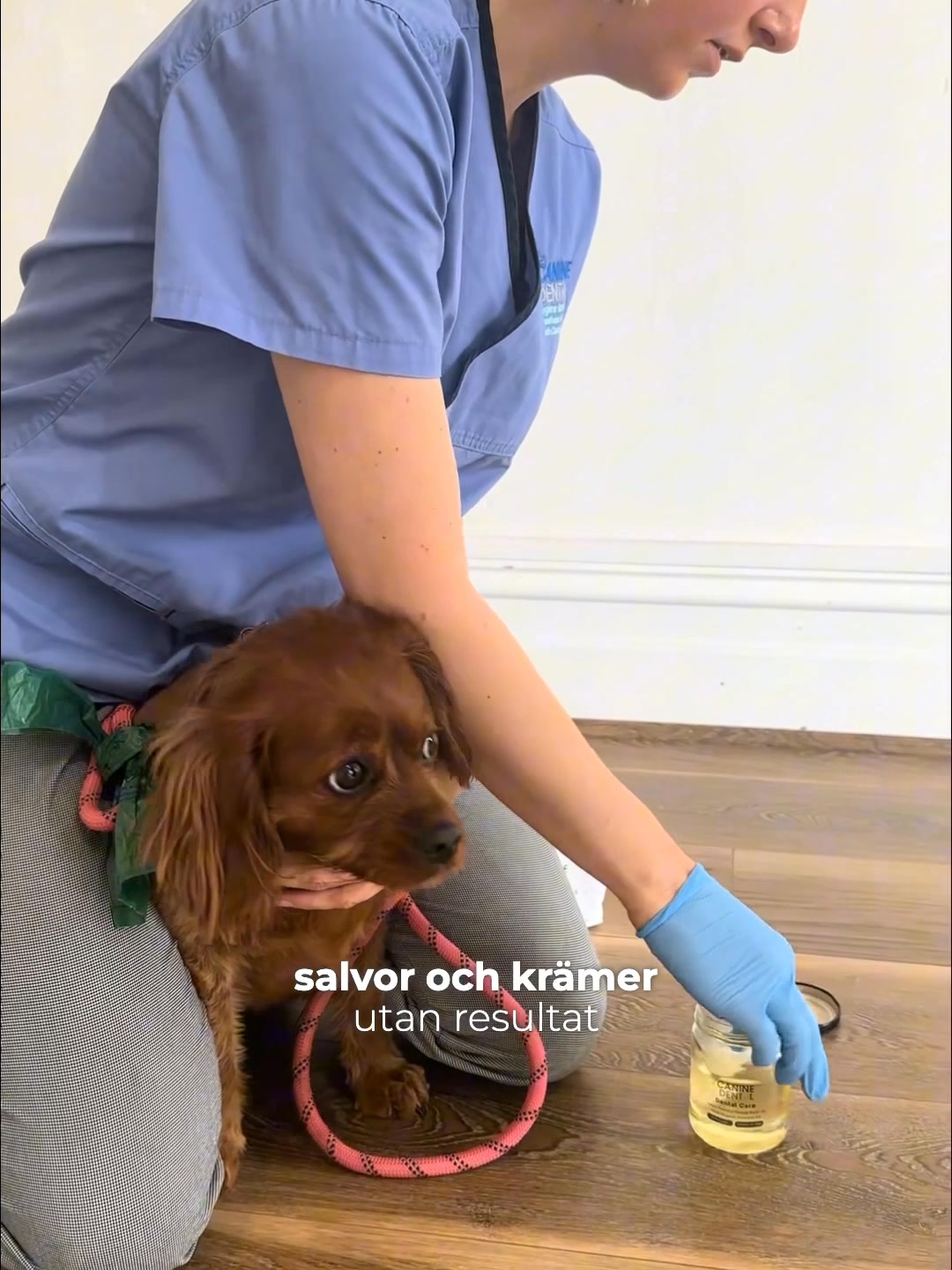 3 saker din hund gör som egentligen handlar om magen.