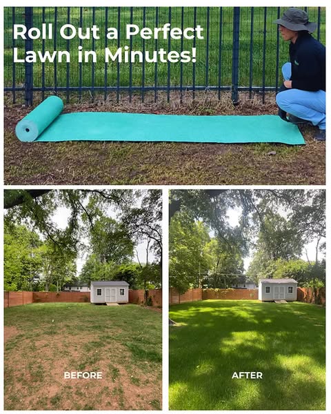Get a Lush Green Lawn That's the Envy of Your Neighbours!