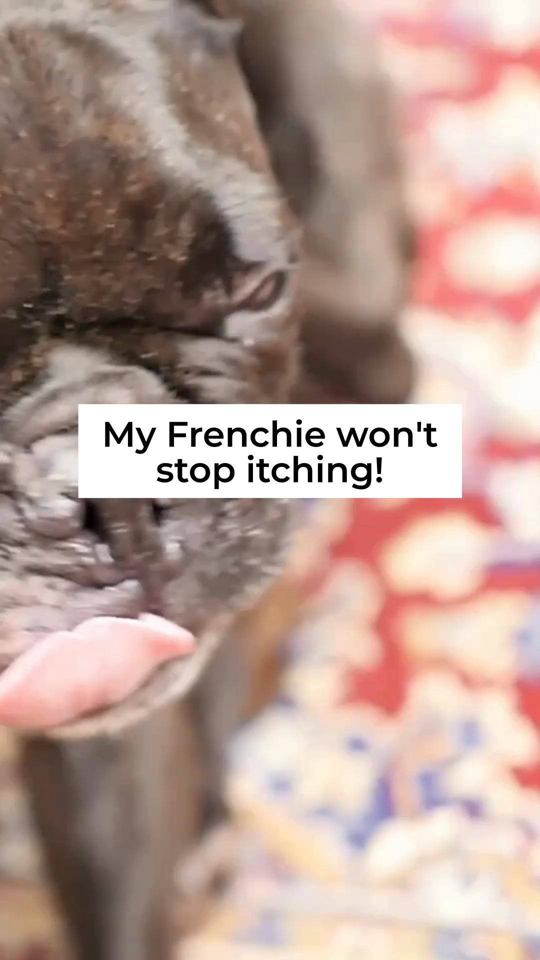 The last dog food you'll ever need