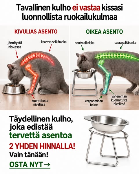 Ergonominen 15° kulho kissoille