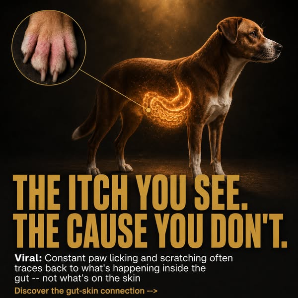 Stop Itching Without Harming Their Body