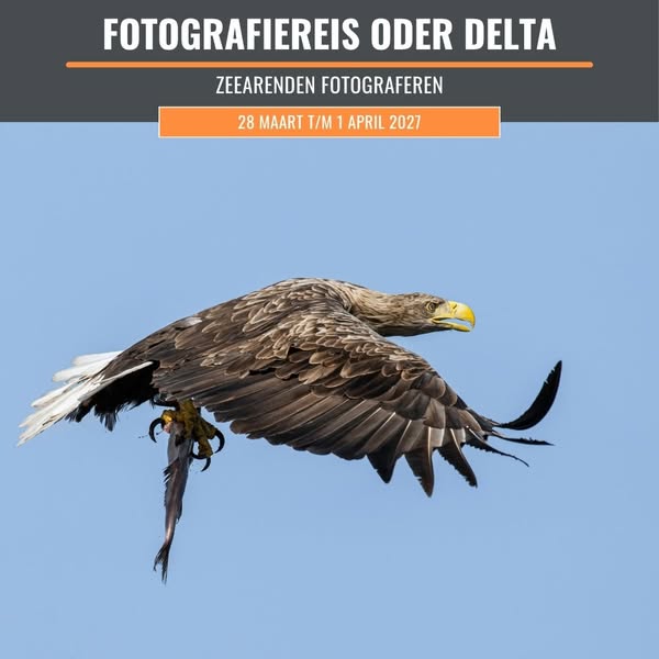 Dé plek in Europa om zeearenden te fotograferen