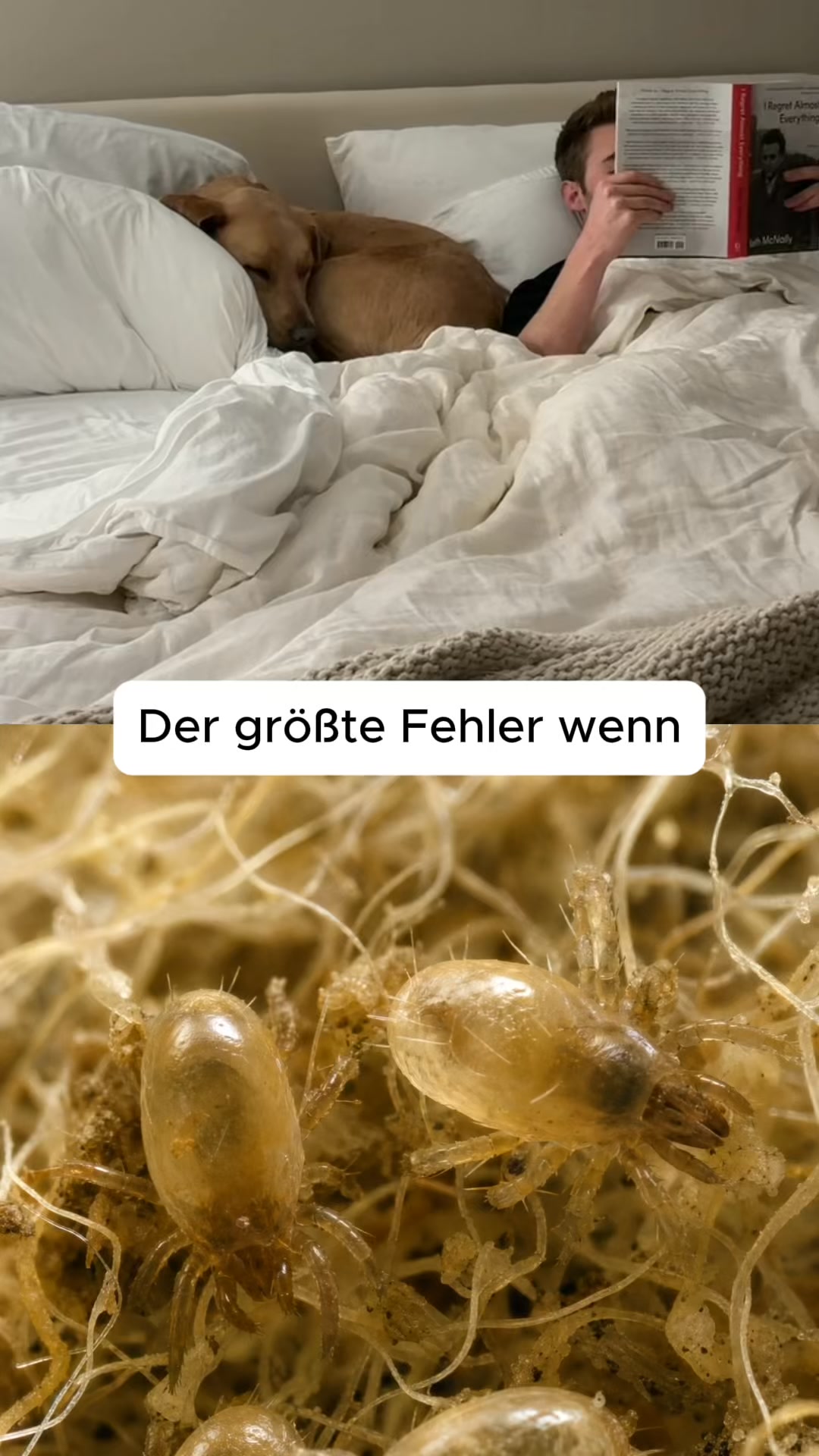 Die 2-in-1 Decke