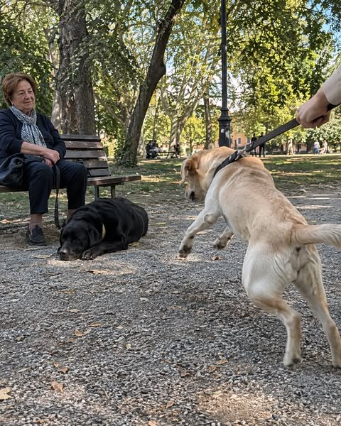 Se hai un Labrador, leggi questo
