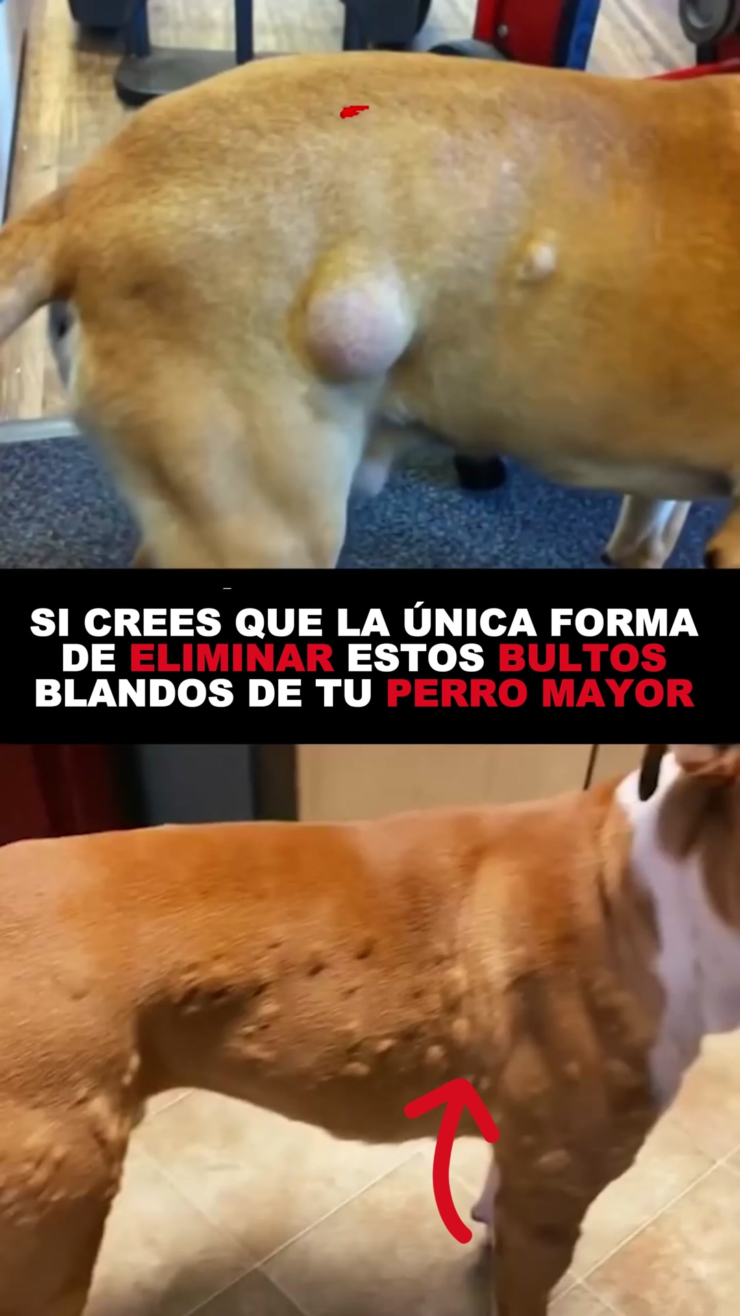 Envío GRATIS en 24/48h