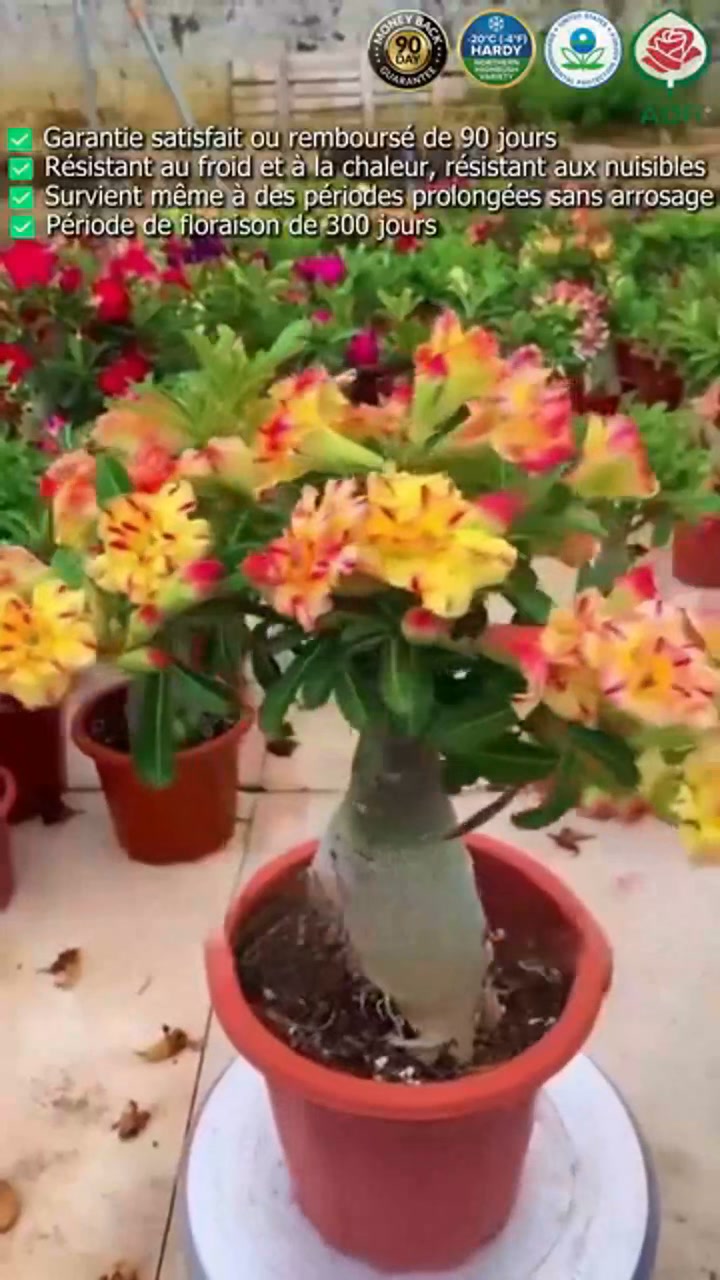 La Rose du Désert (Adenium) : la plante qui défie le temps.