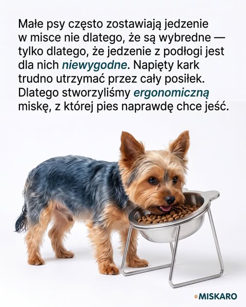 To miska, nie jedzenie.