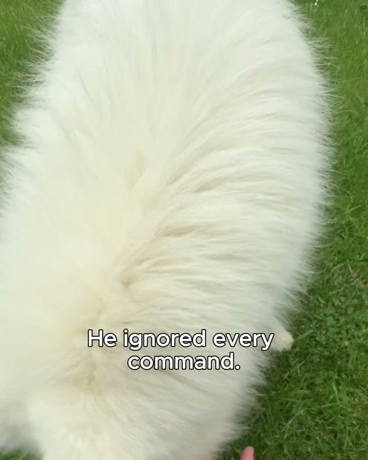 Professional Dog Training Made Simple