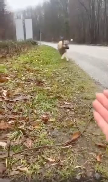 Read this if your dog never switches off