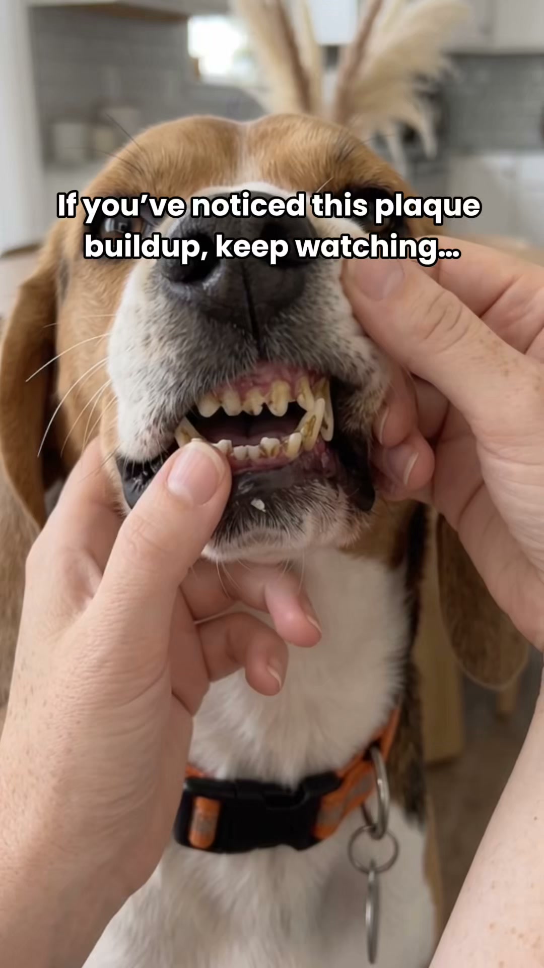 Chevaroo 2-in-1 Ultrasonic Dog Plaque Remover