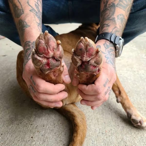 What vets aren’t telling you about your dog’s back legs