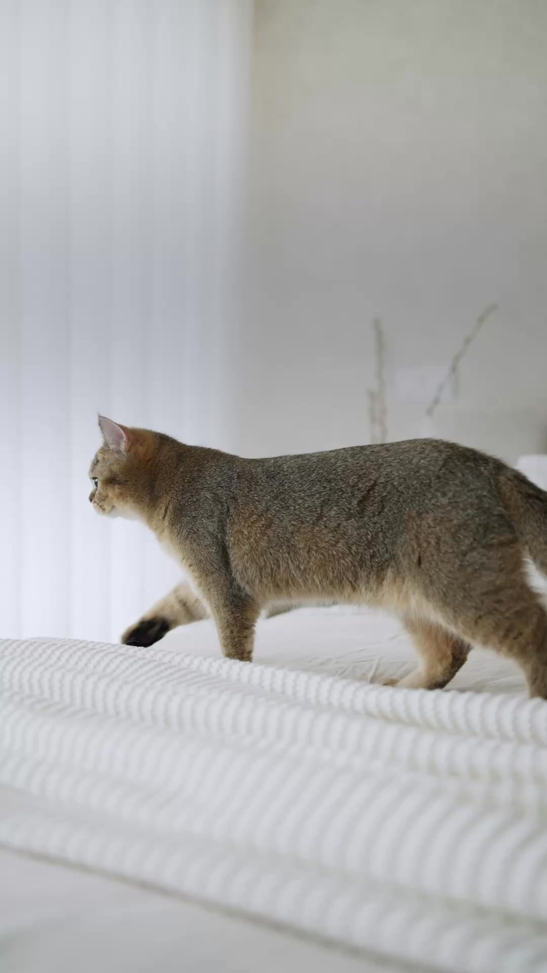 royalcanin.com/pt