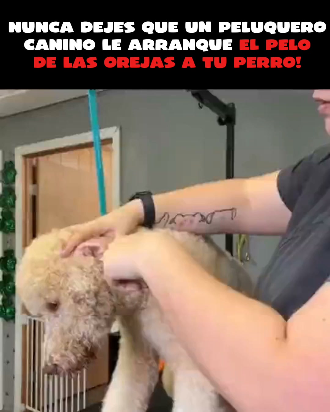 En Peludos, la salud de tu perro está en buenas manos